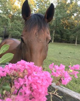 Brown Horse with Flowers 
