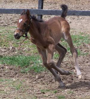 Foal Running